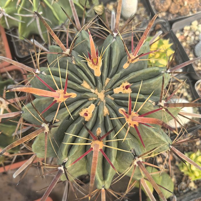 Ferocactus Latispinus Devils Tongue