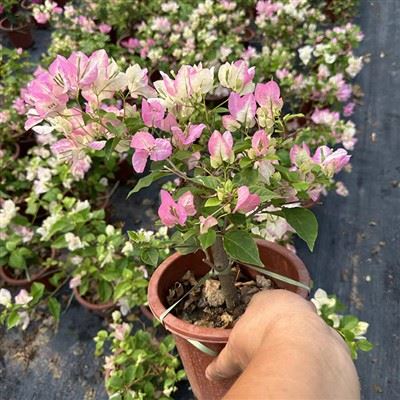 Bougainvillea X ​​Spectoperuviana 'Lipstick'