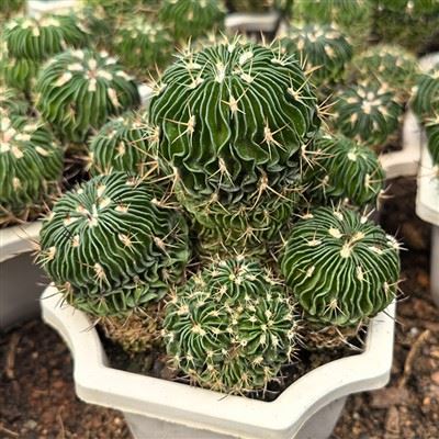 Echinofossulocactus Multicostatus