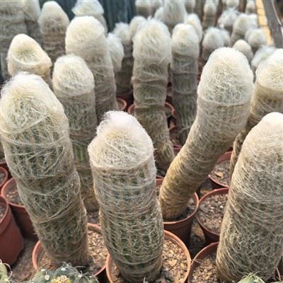 Cactus Espostoa Lanata